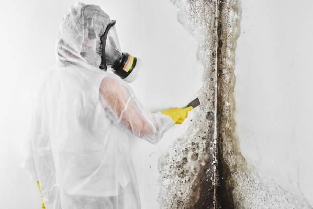 Professional Mold Remediation in Chelan, WA