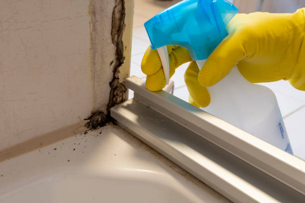 Best Black Mold Remediation in Chelan, WA