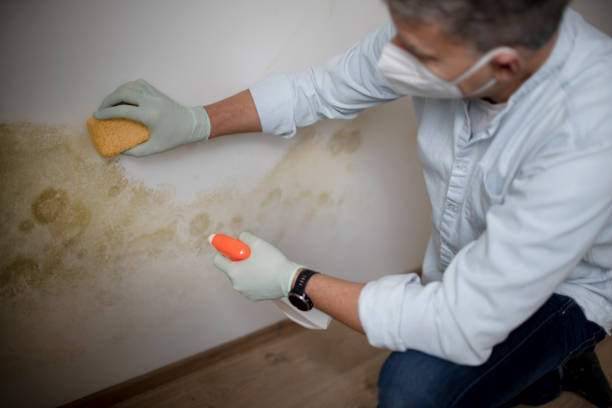 Best White Mold Remediation in Chelan, WA