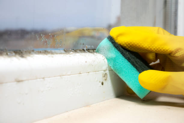 Best Black Mold Remediation in Chelan, WA