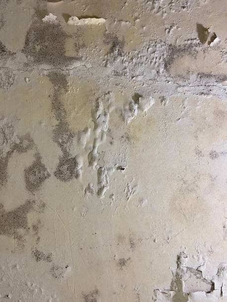 Best Emergency Mold Remediation in Chelan, WA