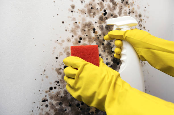 Best Bathroom Mold Remediation in Chelan, WA