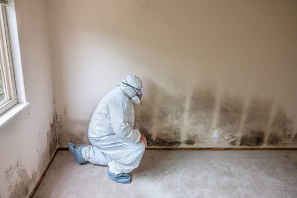 Best Residential Mold Remediation in Chelan, WA